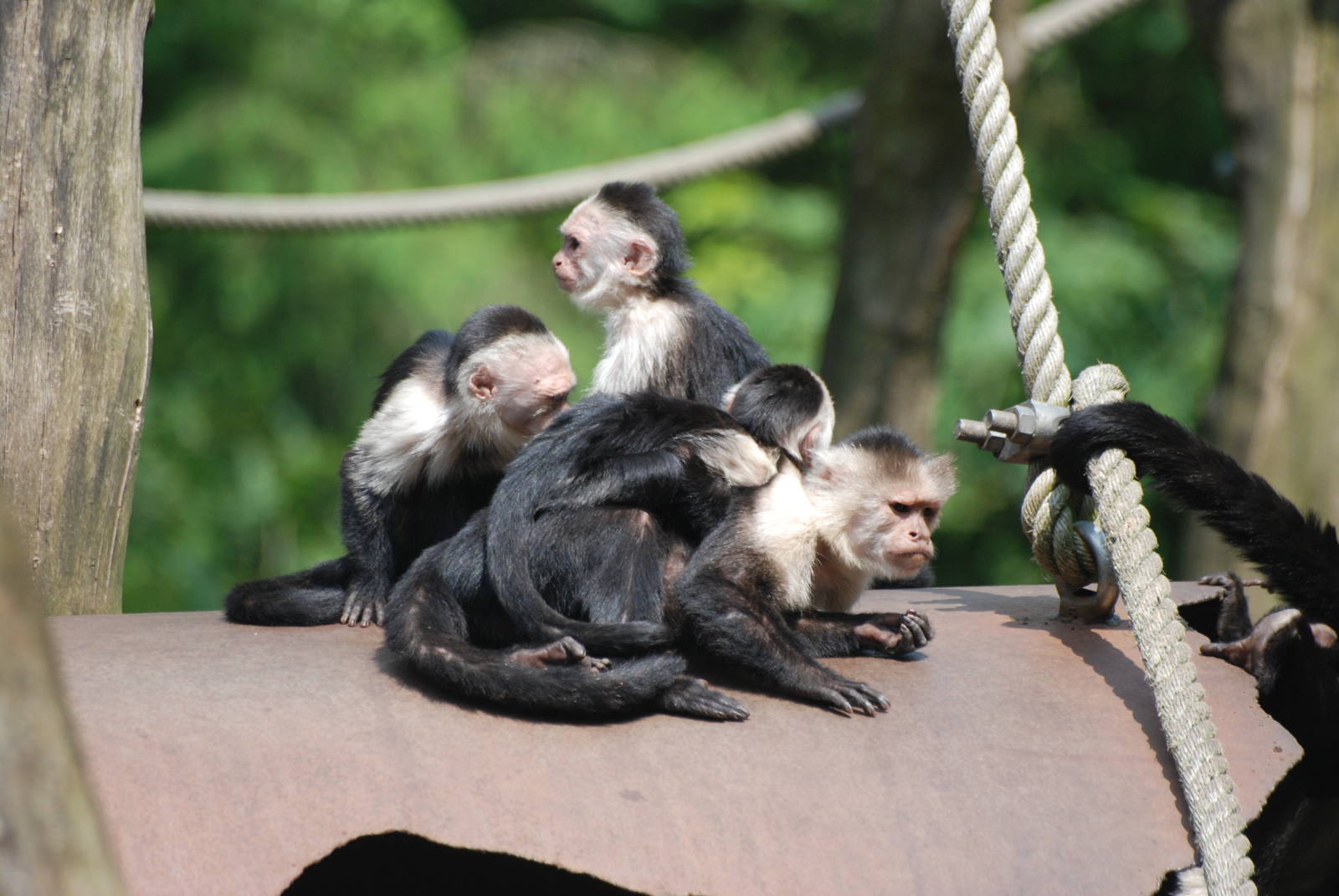 White-faced Capuchins at Apenheul, 30/05/12