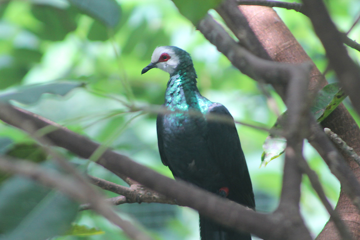 White-faced cuckoo-dove (Turacoena manadensis) - Jakarta Bird Land