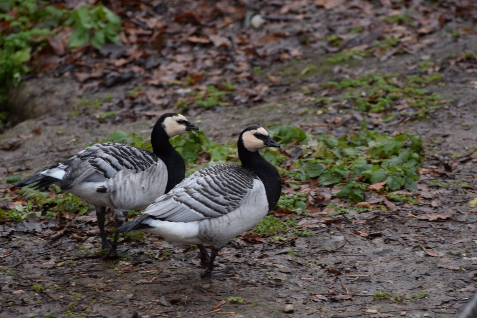 White faced goose