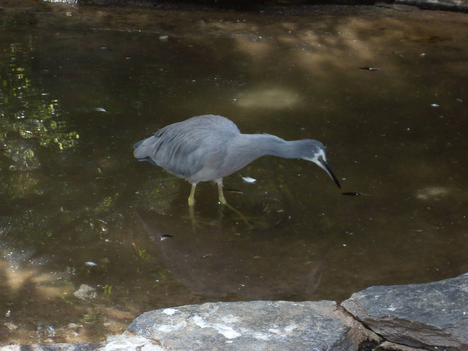 white-faced heron 050910