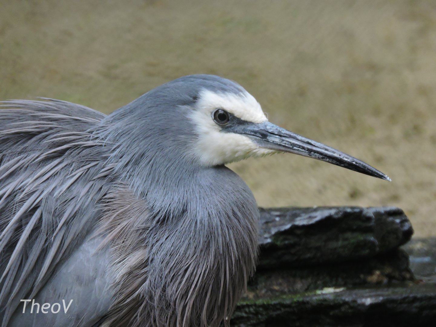 White-faced heron [2017]