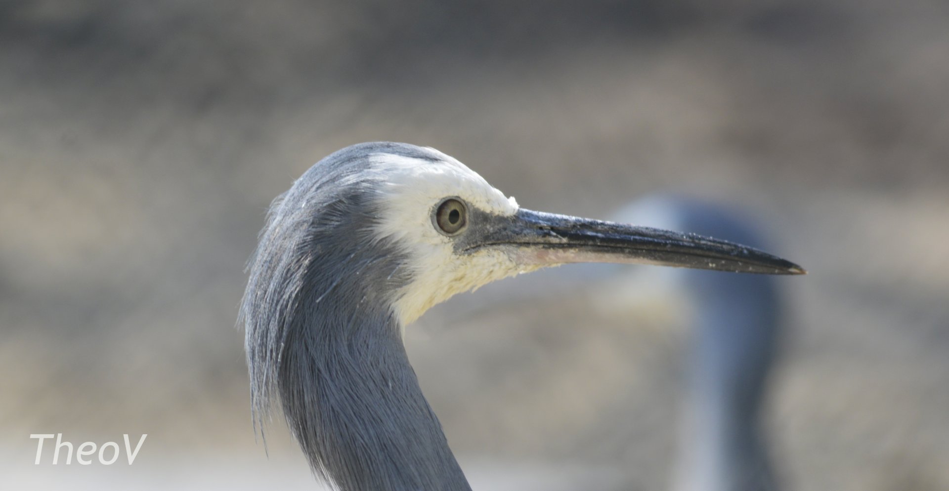 White-faced heron [2018]