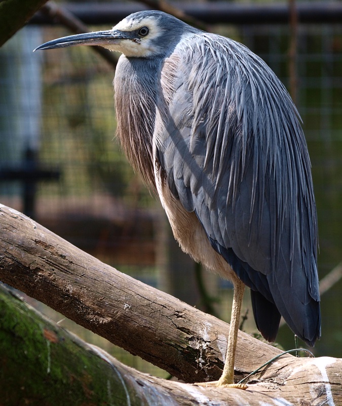 White-faced heron (April 19th, 2015)