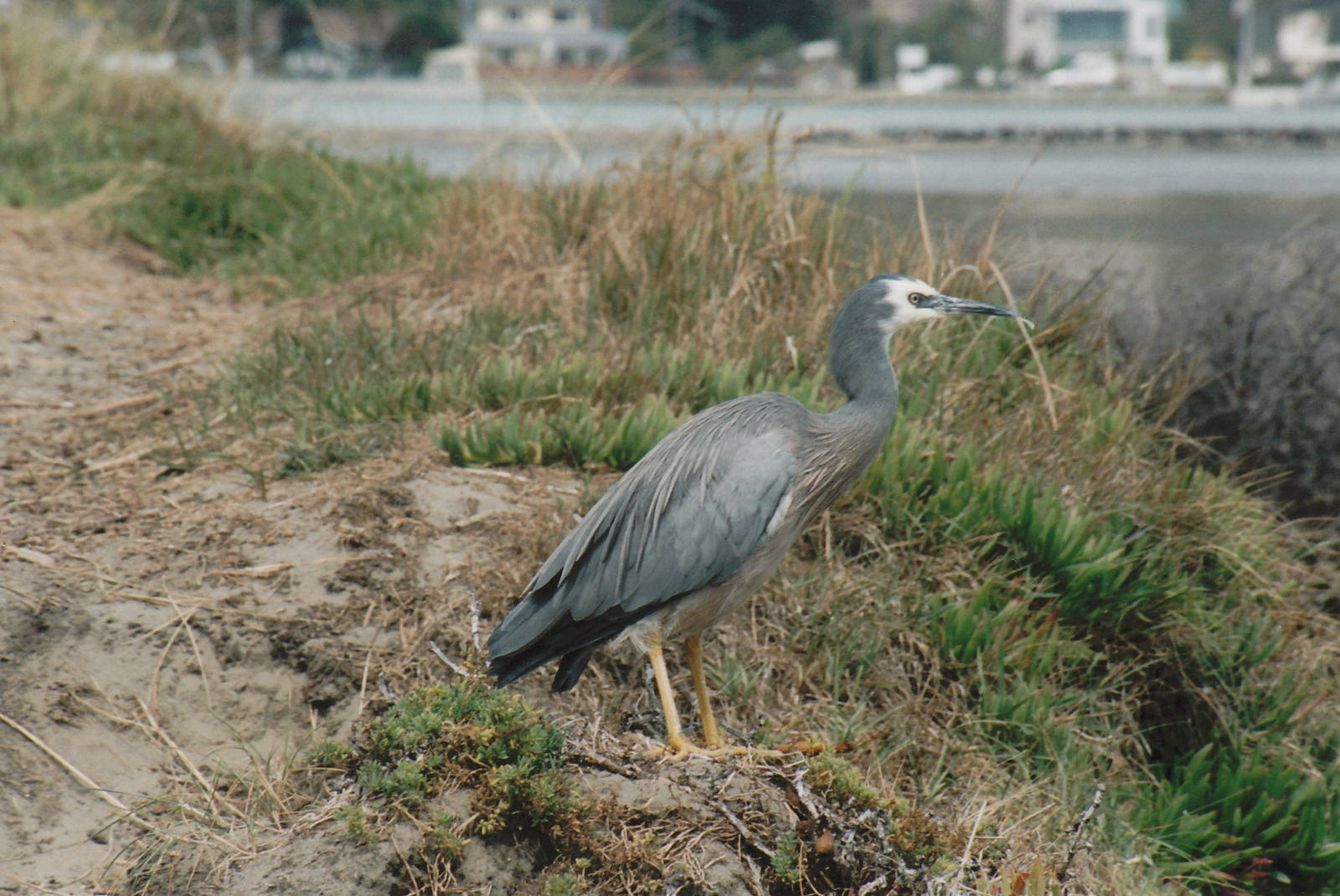 white-faced heron (Ardea novaehollandiae)