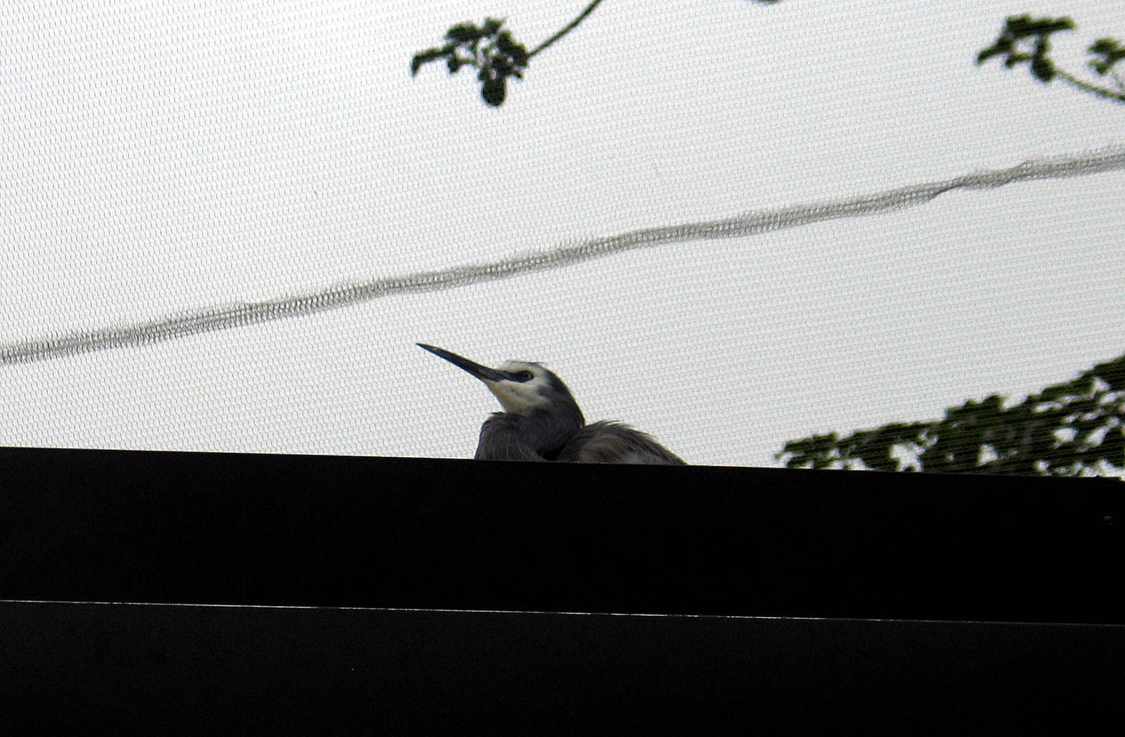 White-Faced Heron at Auckland Zoo