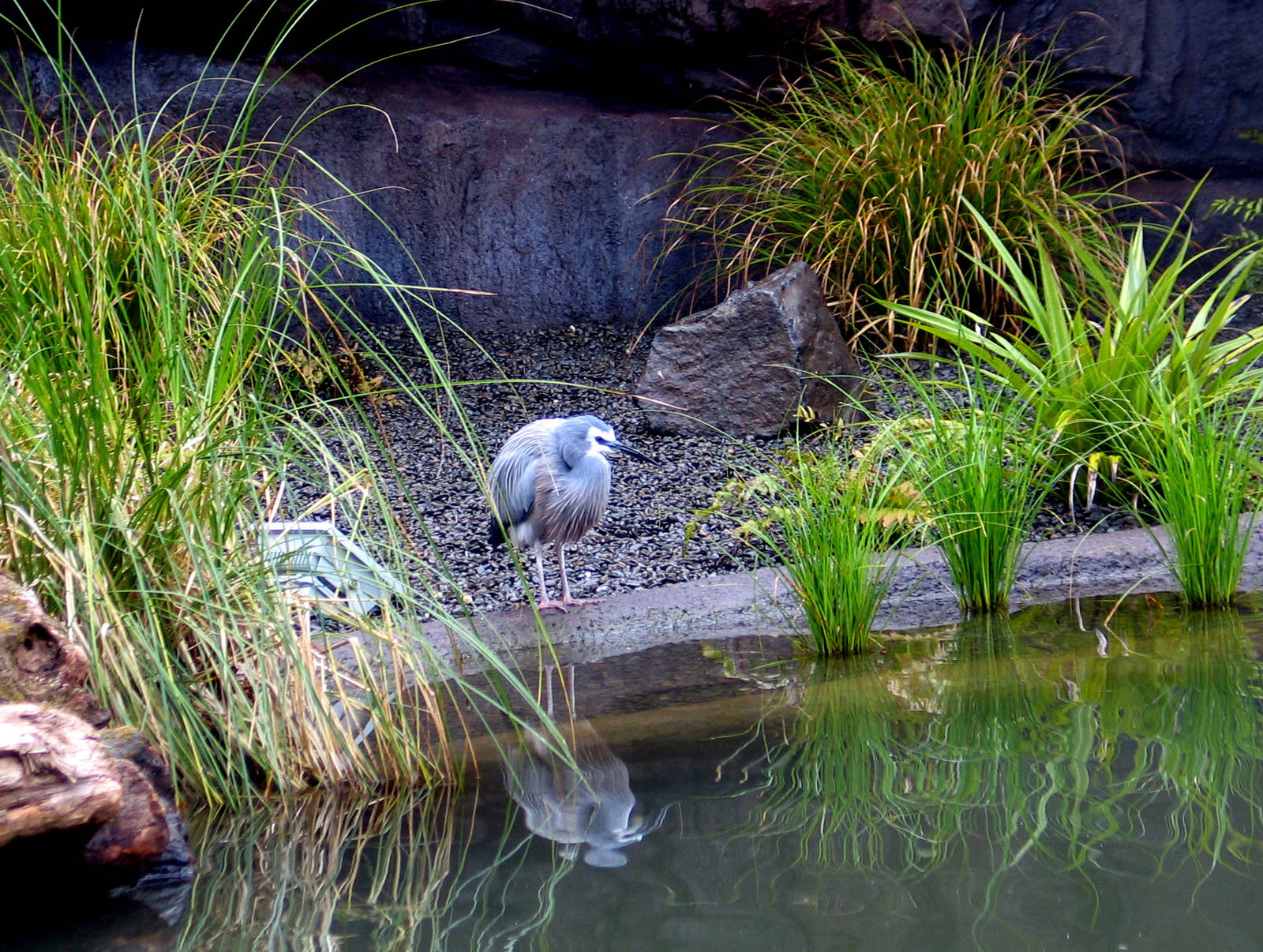 White-Faced Heron at Auckland Zoo