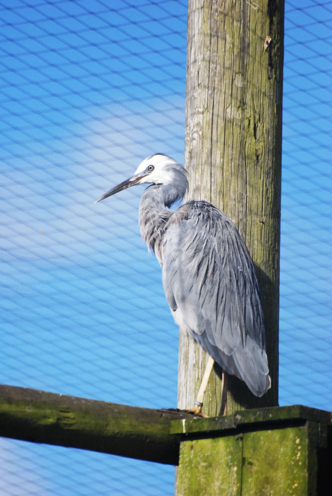 White-faced Heron at Blackbrook, 21/10/12