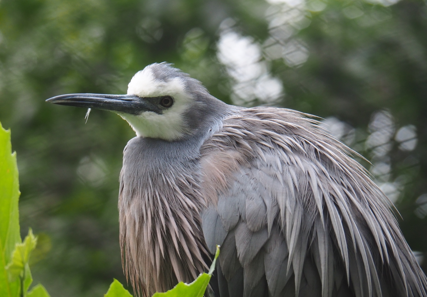 White-faced heron (Egretta novaehollandiae), 2019-06-26