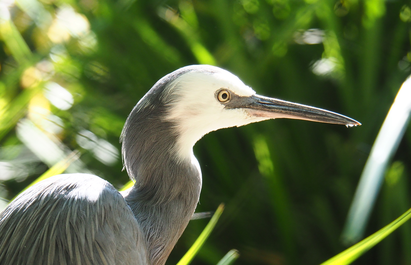 White-faced Heron (Egretta novaehollandiae), 2019-07-23