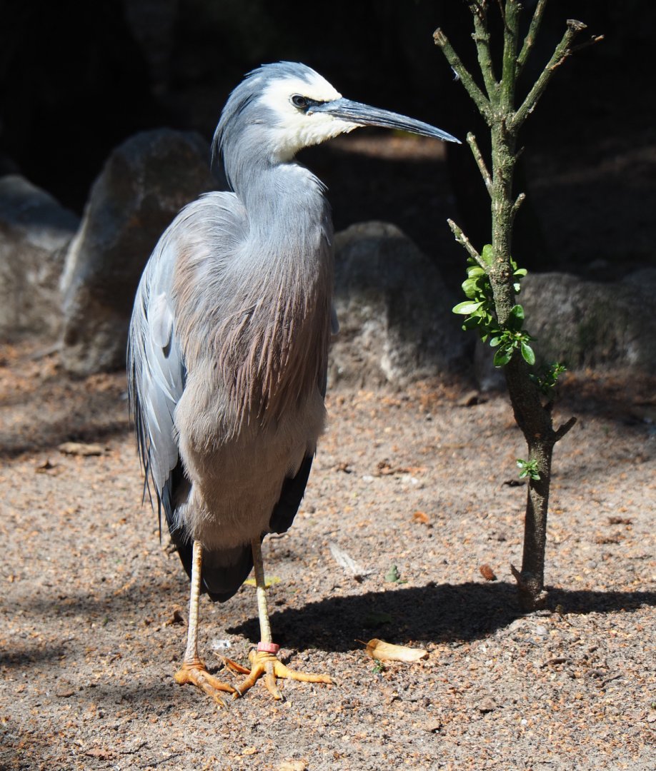 White-faced Heron (Egretta novaehollandiae), 2019-08-04