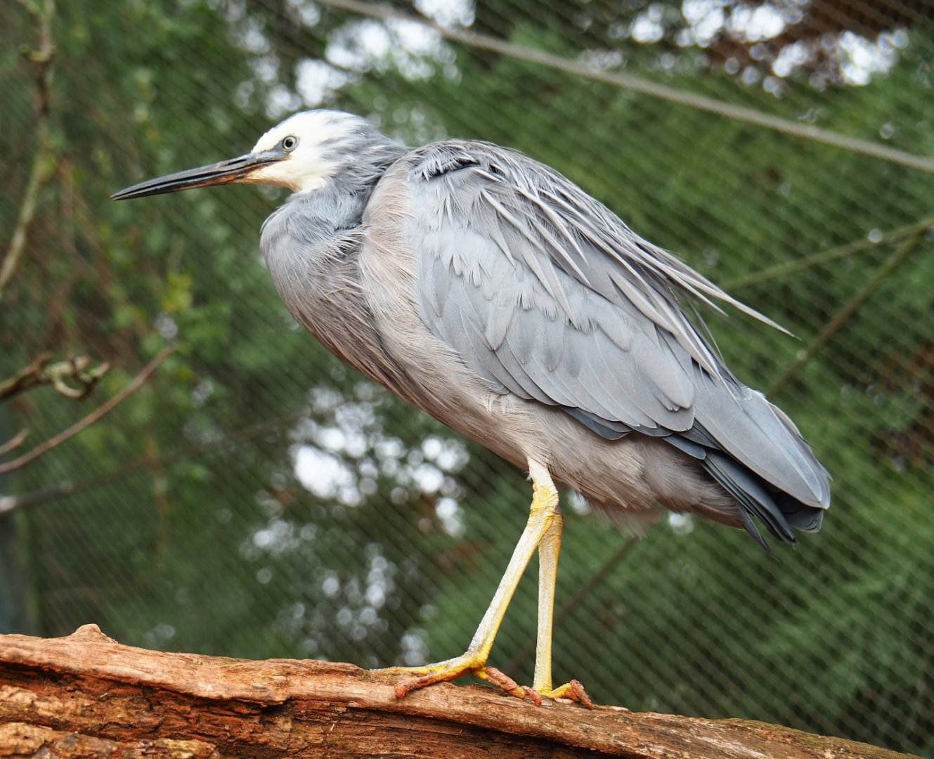 White-faced Heron (Egretta novaehollandiae), 2019-10-04