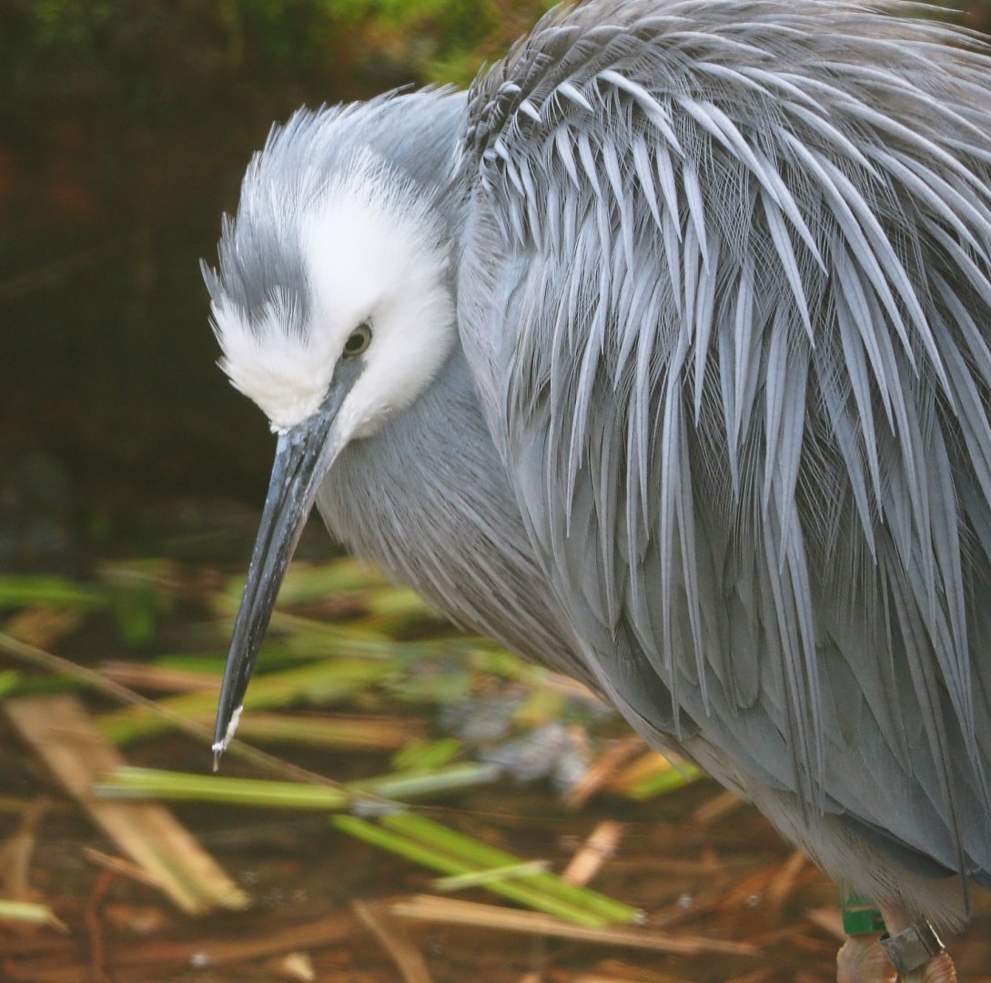 White-faced heron (Egretta novaehollandiae), 2019-12-28