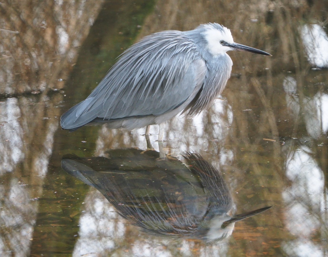 White-faced heron (Egretta novaehollandiae), 2020-01-11