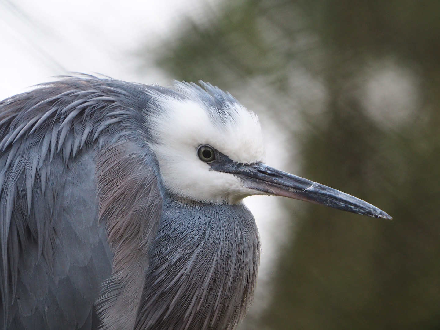 White-faced heron (Egretta novaehollandiae), 2020-01-11