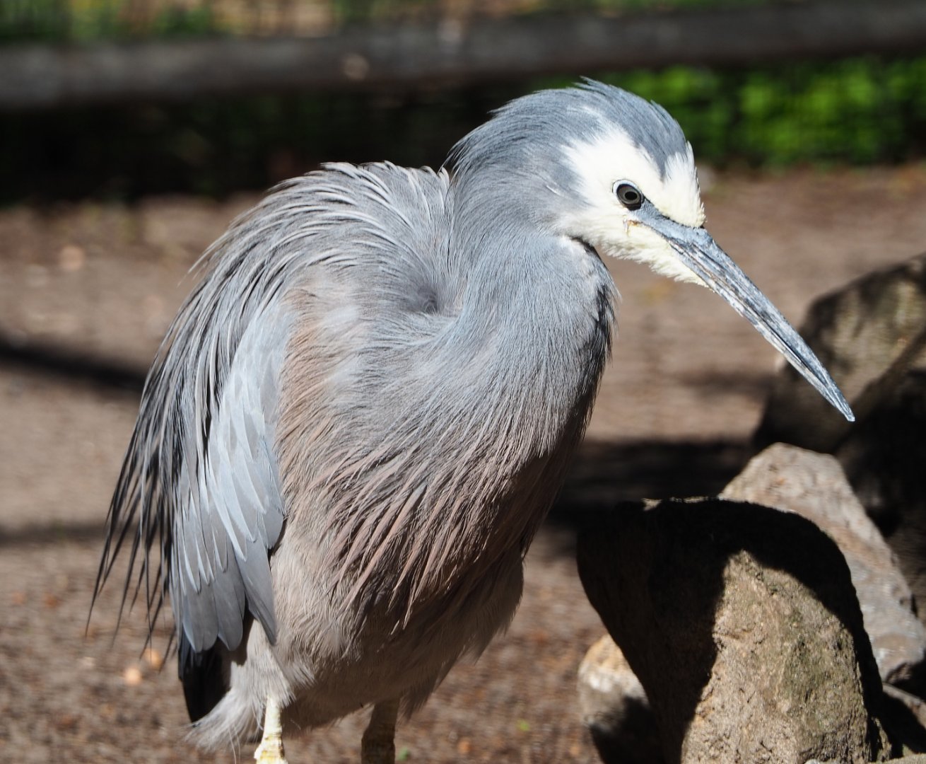 White-faced Heron (Egretta novaehollandiae), 2020-06-20