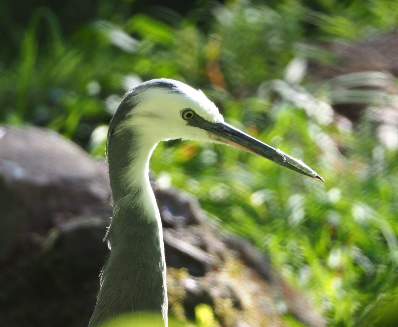 White-faced heron (Egretta novaehollandiae), 2020-07-21