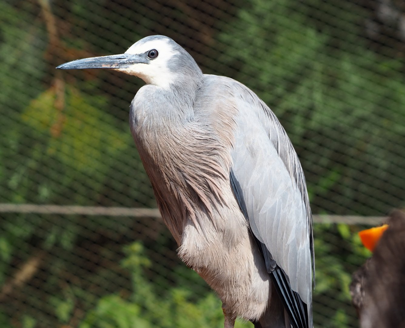White-faced Heron (Egretta novaehollandiae), 2020-09-02