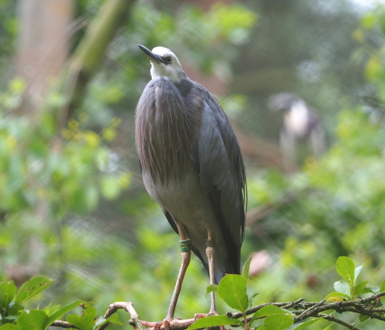 White-faced Heron (Egretta novaehollandiae), 2021-07-03