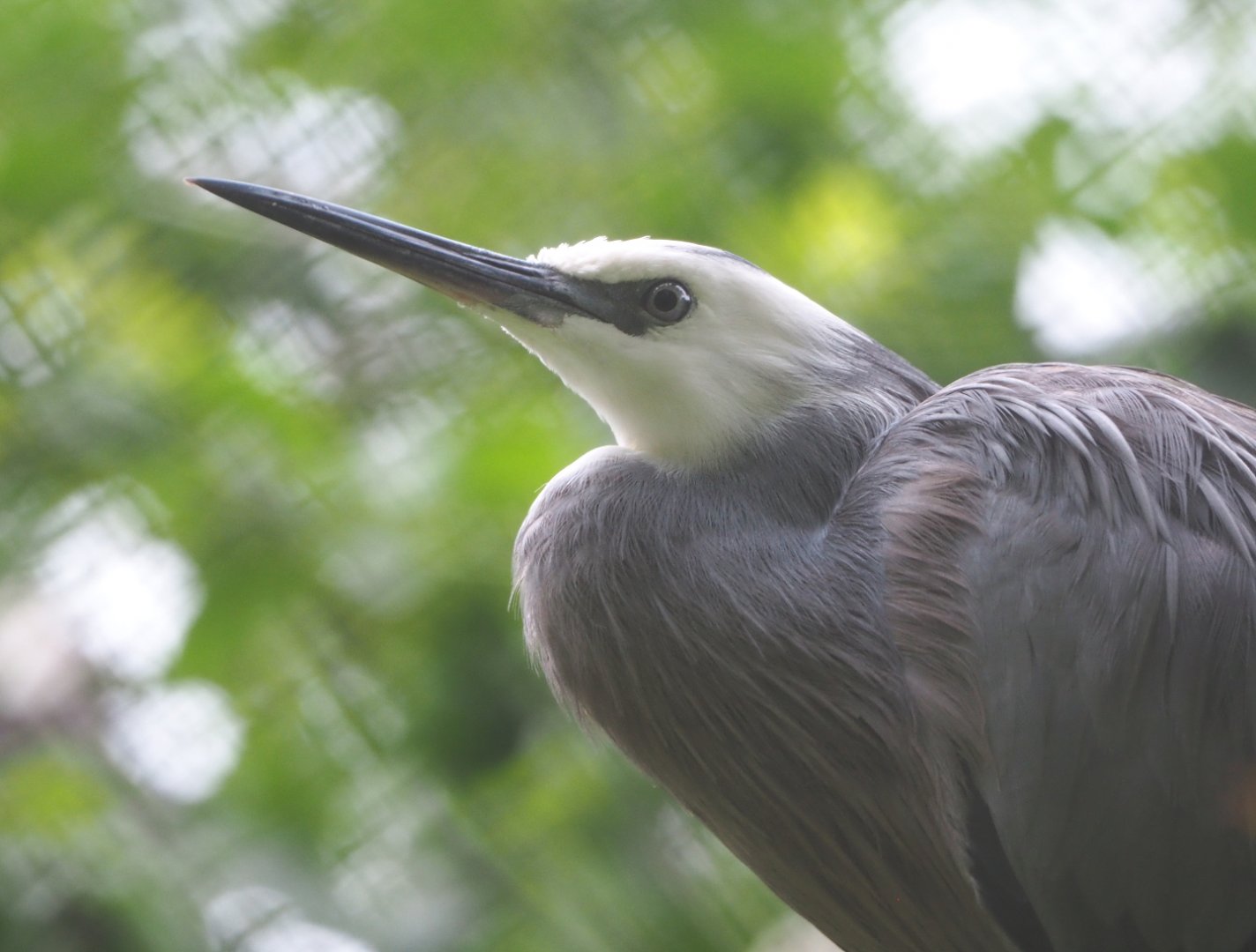 White-faced Heron (Egretta novaehollandiae), 2021-07-03