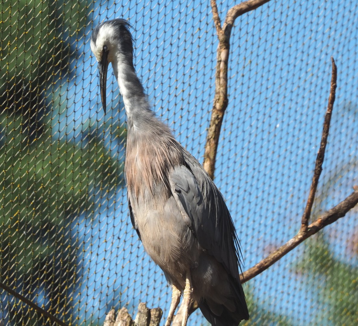 White-faced Heron (Egretta novaehollandiae), 2021-09-03