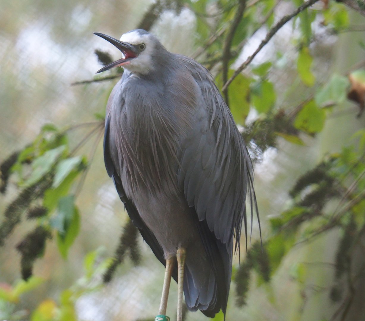 White-faced heron (Egretta novaehollandiae), 2021-11-06