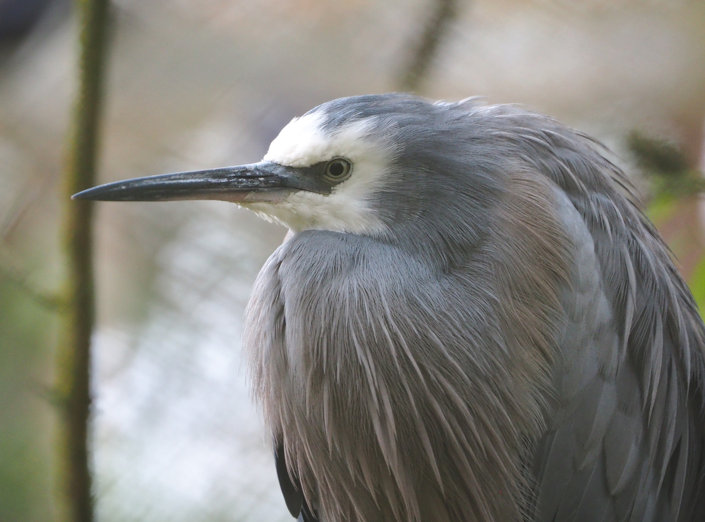 White-faced heron (Egretta novaehollandiae), 2021-11-06