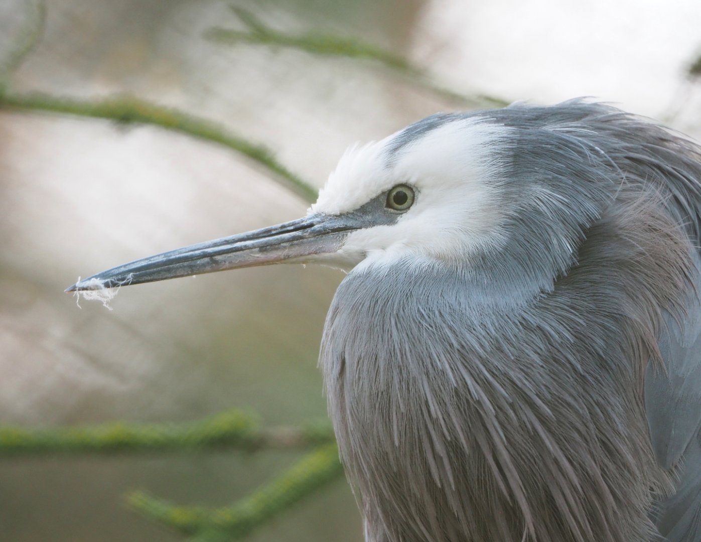 White-faced heron (Egretta novaehollandiae), 2021-12-07