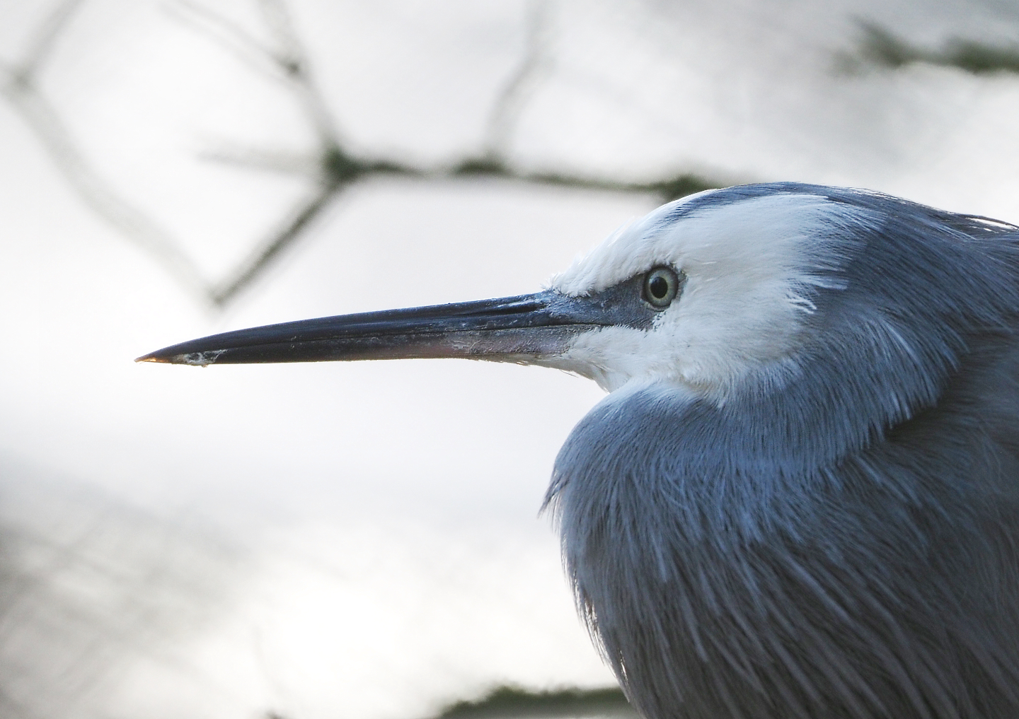 White-faced Heron (Egretta novaehollandiae), 2021-12-22