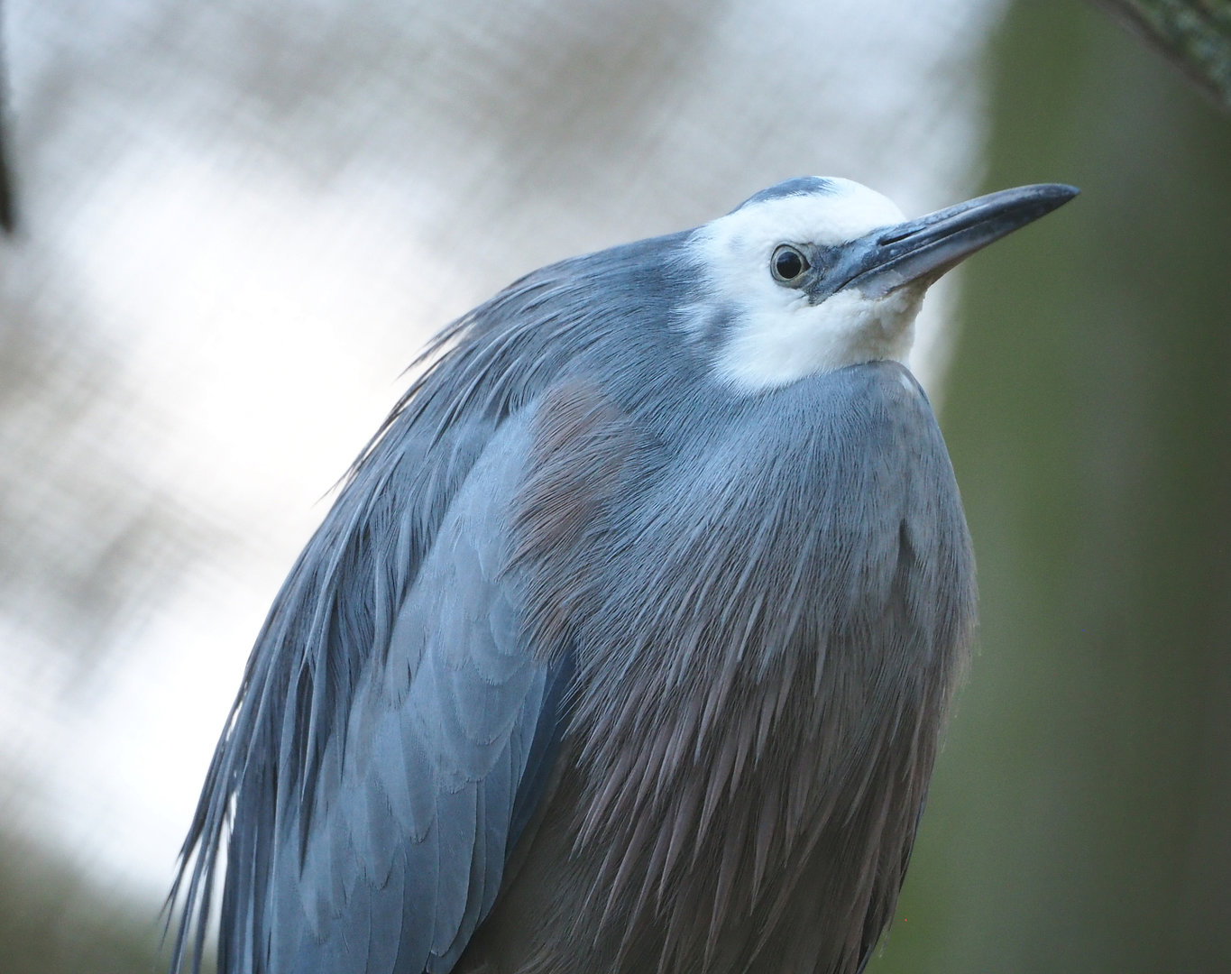White-faced heron (Egretta novaehollandiae), 2022-01-02