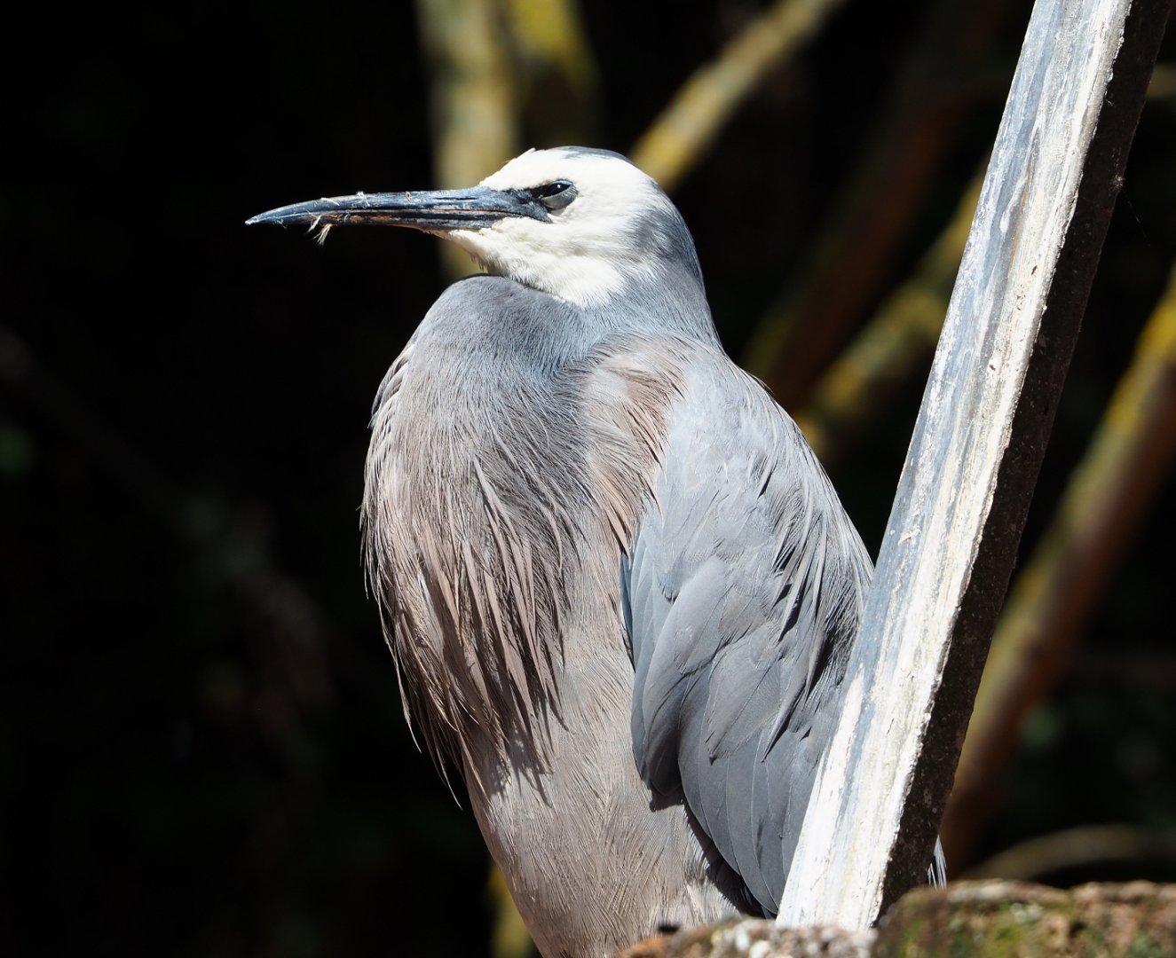 White-faced Heron (Egretta novaehollandiae), 2022-06-28