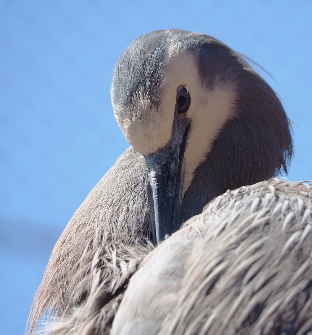 White-faced Heron (Egretta novaehollandiae), 2022-06-28