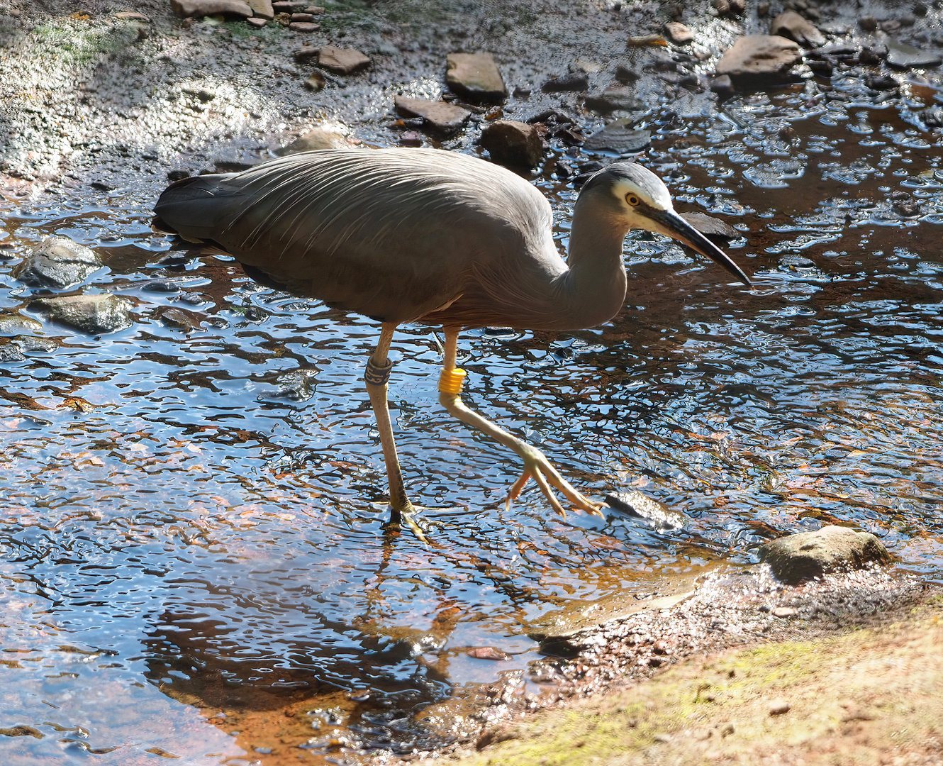 White-faced Heron (Egretta novaehollandiae), 2022-07-03
