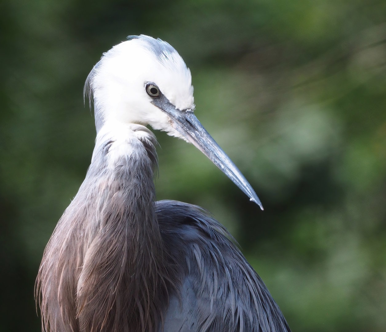 White-faced heron (Egretta novaehollandiae), 2022-07-16