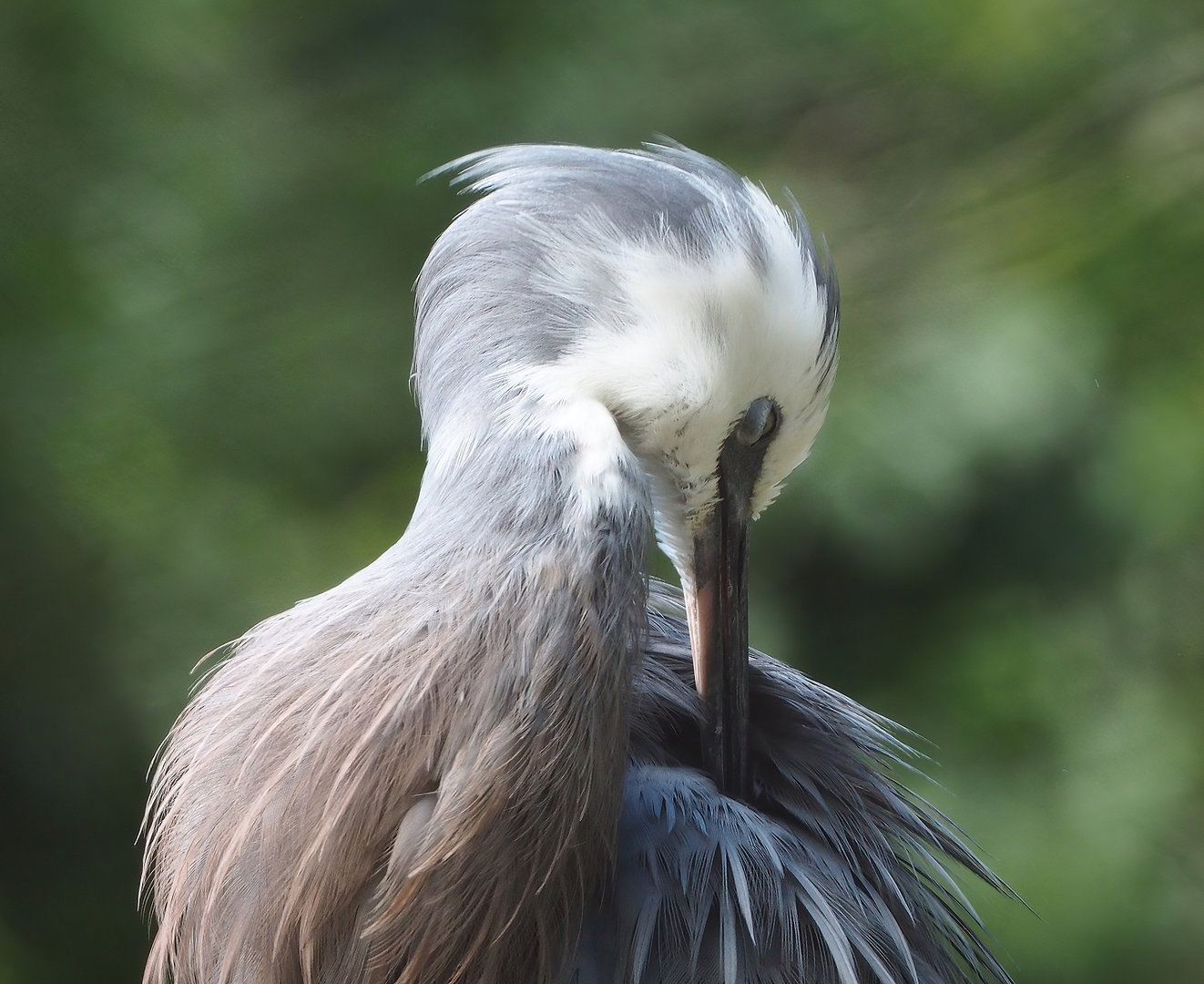 White-faced heron (Egretta novaehollandiae), 2022-07-16