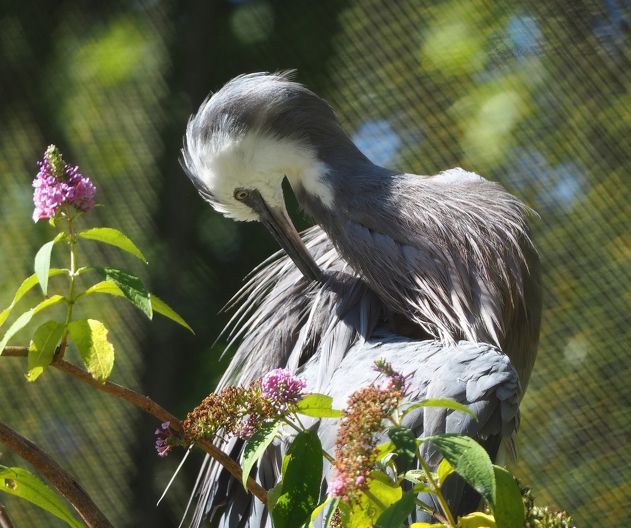 White-faced heron (Egretta novaehollandiae), 2022-08-07