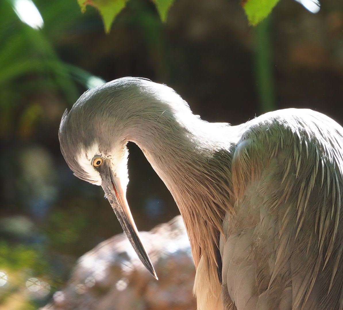 White-faced heron (Egretta novaehollandiae), 2022-08-07