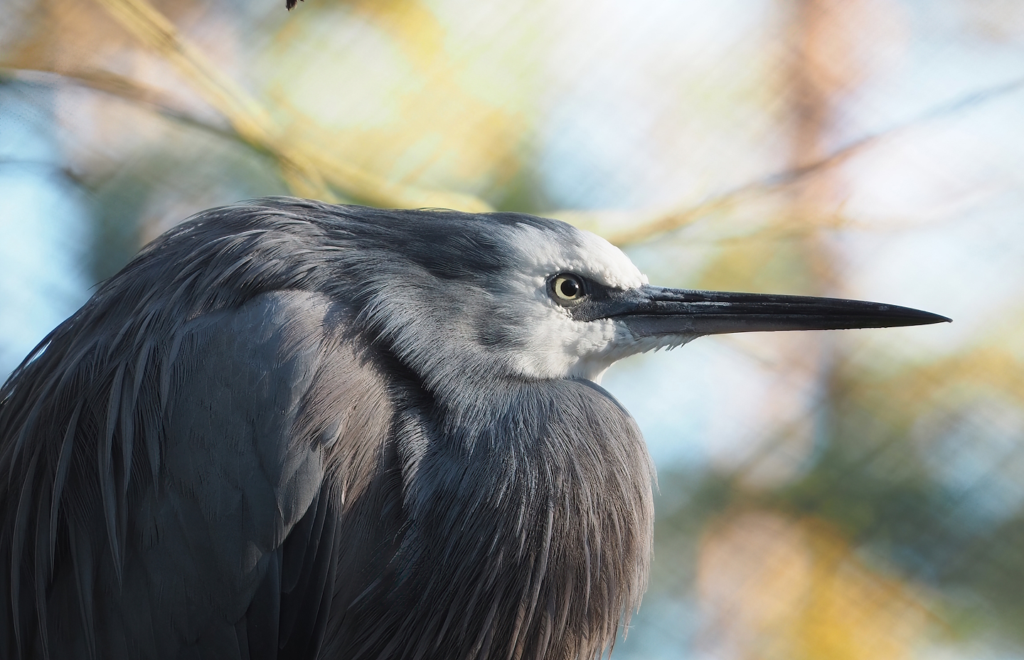 White-faced heron (Egretta novaehollandiae), 2022-11-12