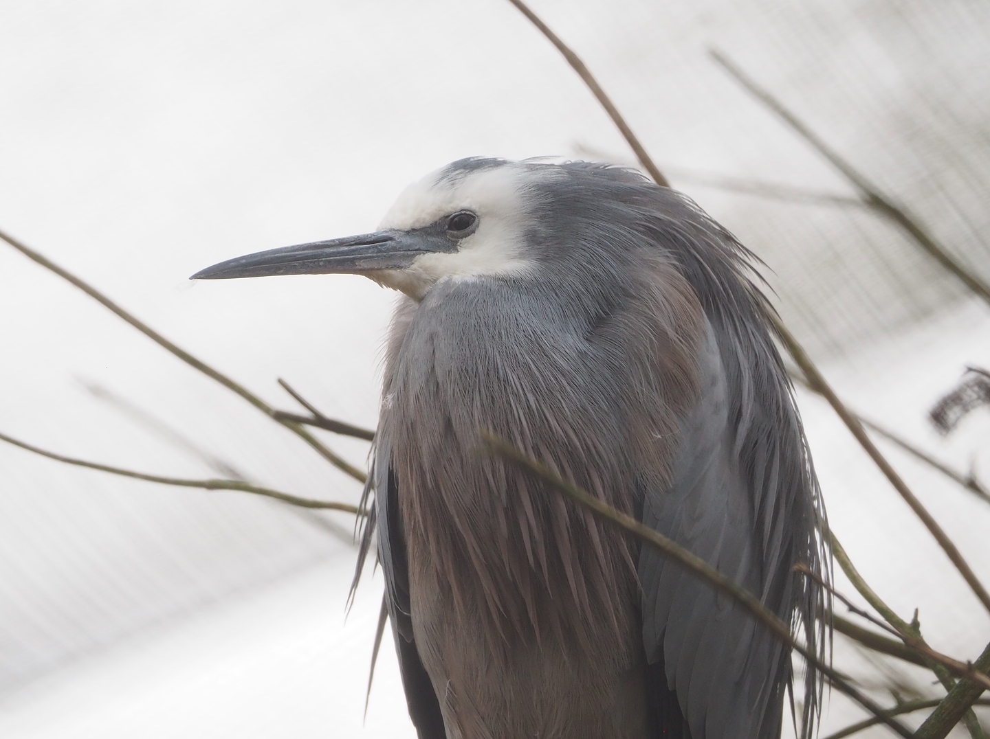 White-faced heron (Egretta novaehollandiae), 2023-02-19