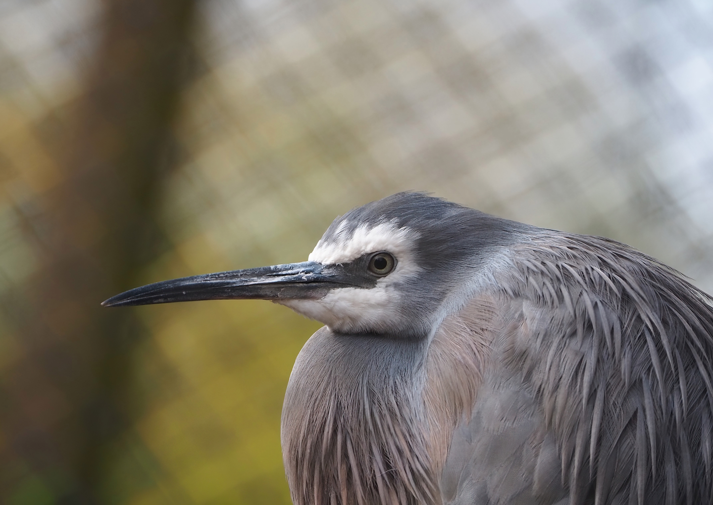 White-faced Heron (Egretta novaehollandiae), 2023-04-18