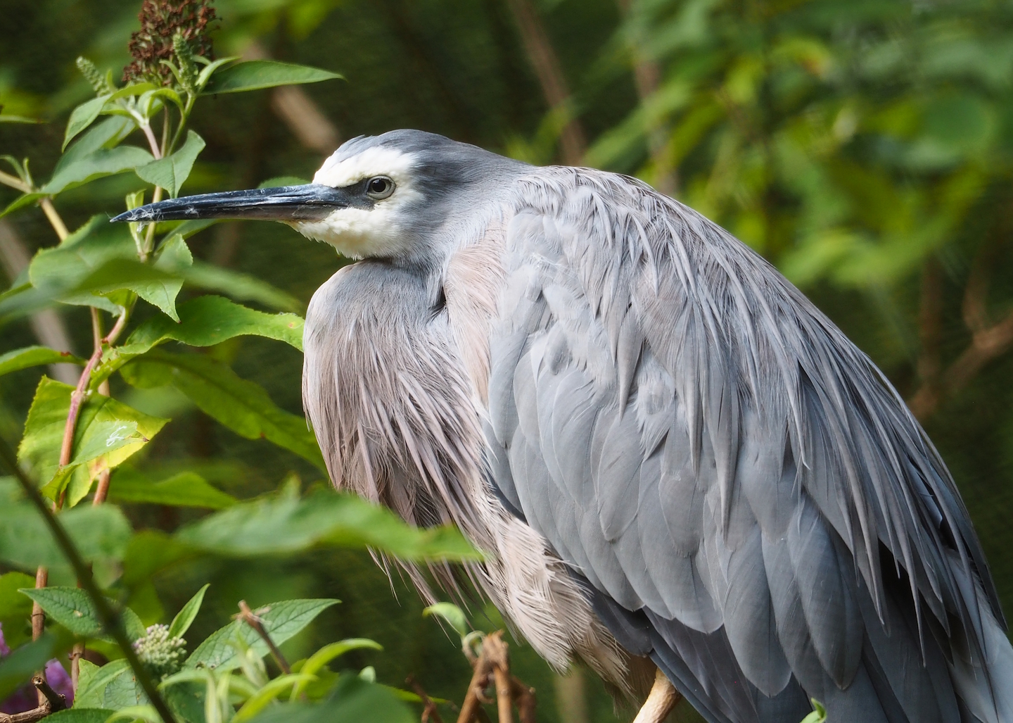 White-faced heron (Egretta novaehollandiae), 2023-07-26