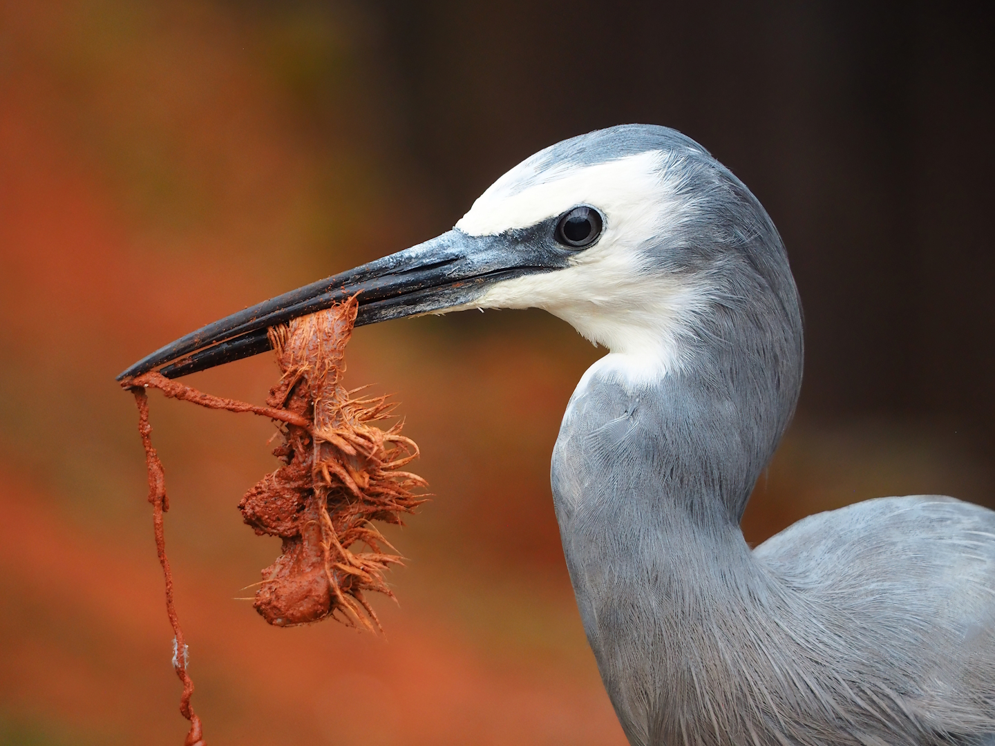 White-faced Heron (Egretta novaehollandiae), 2023-10-13