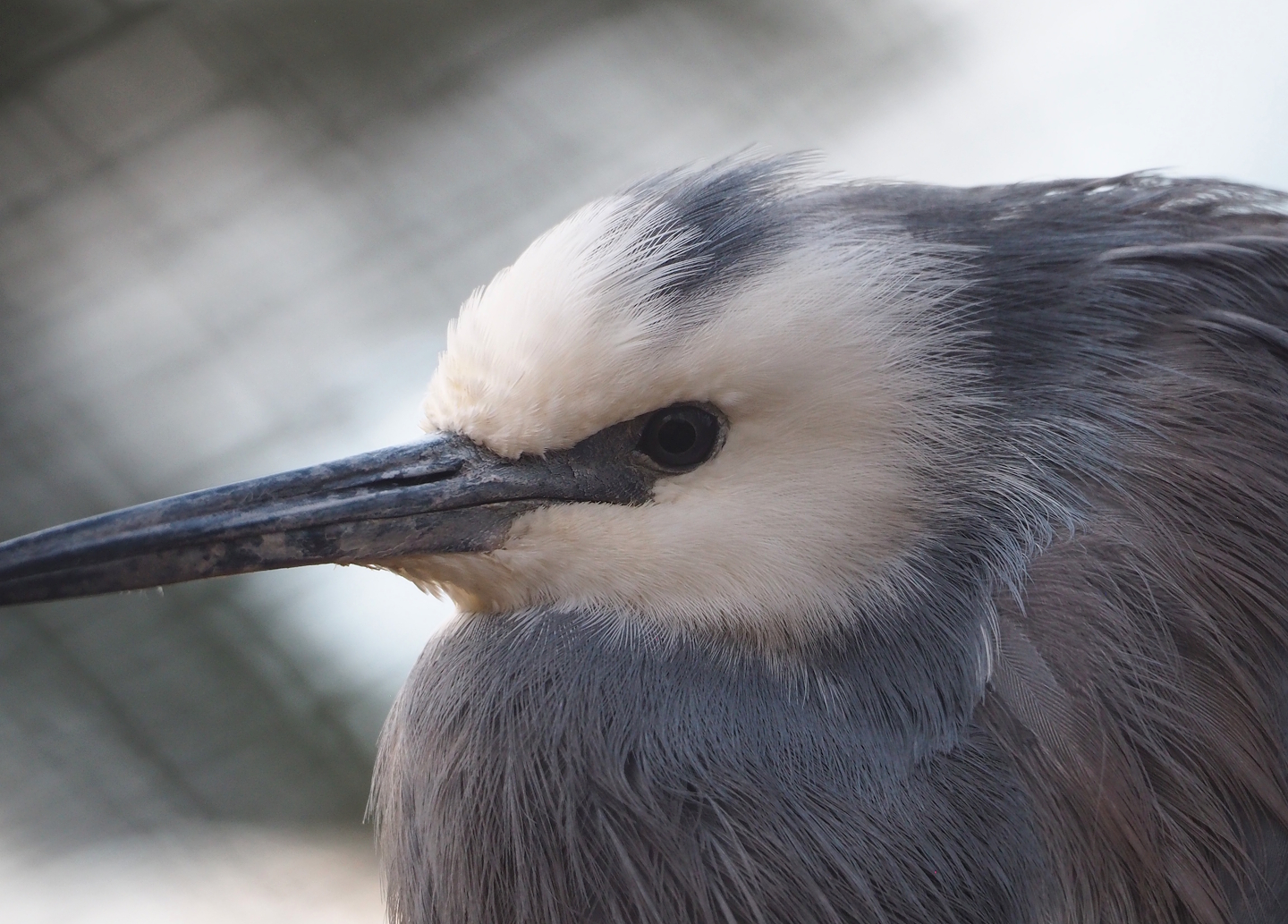 White-faced heron (Egretta novaehollandiae), 2024-03-04