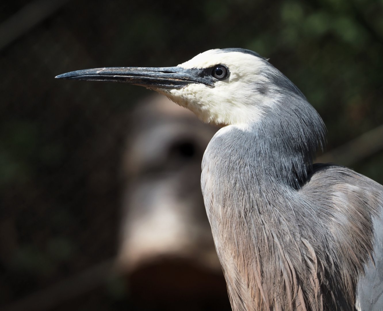 White-faced heron (Egretta novaehollandiae), 2024-09-17