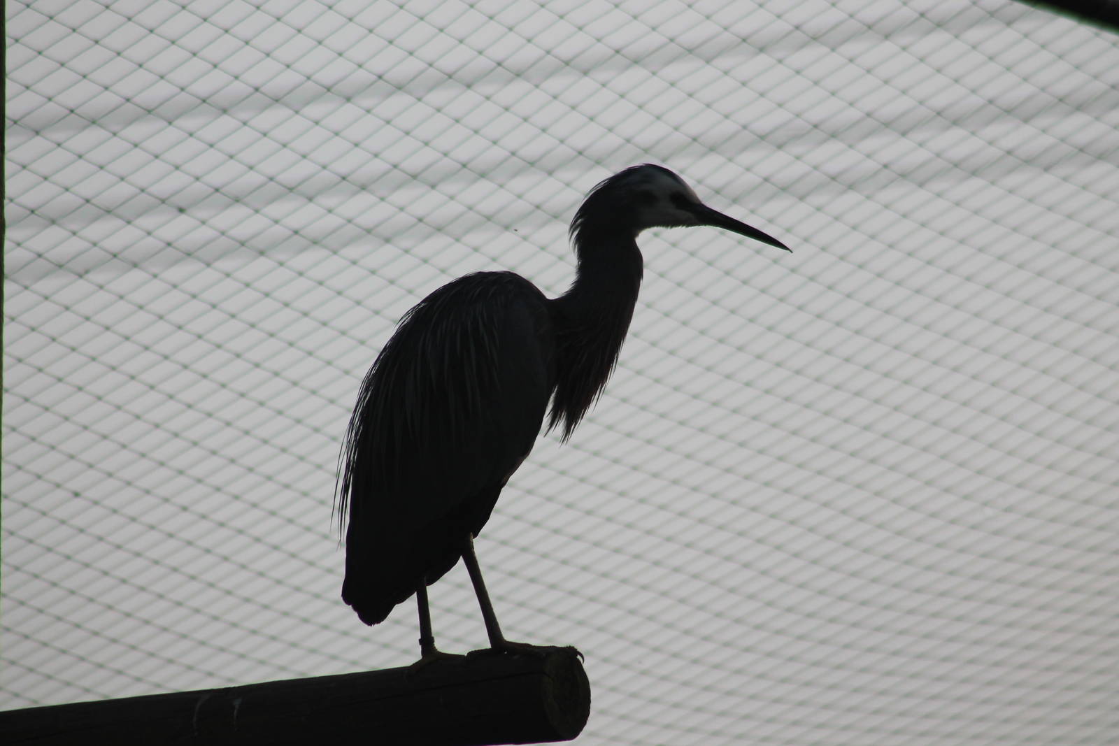White-faced Heron (Egretta novaehollandiae) at dusk