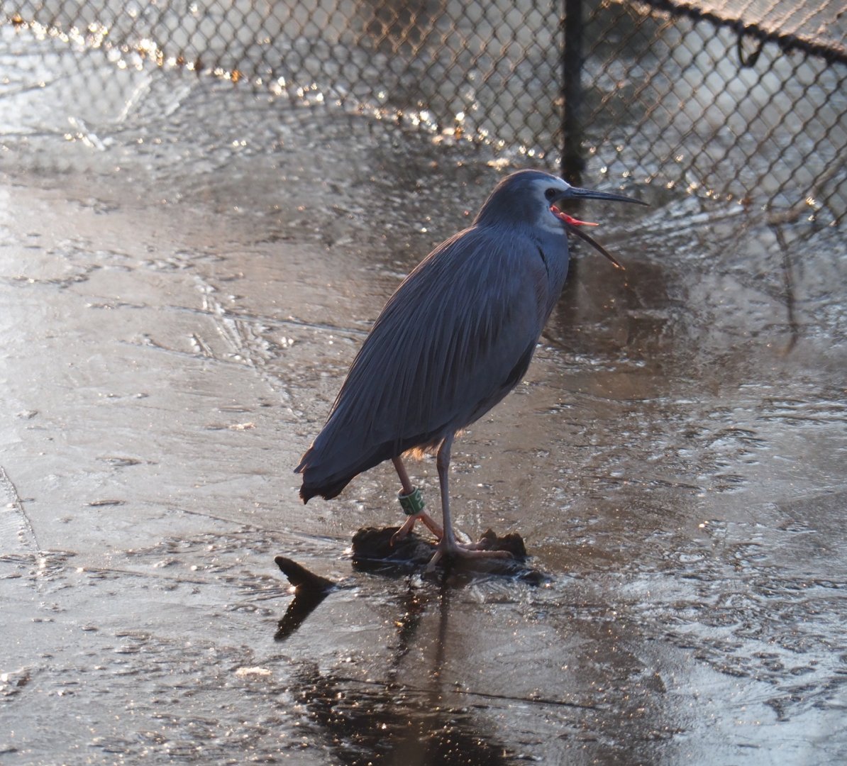 White-faced heron (Egretta novaehollandiae), Jan 20th, 2019