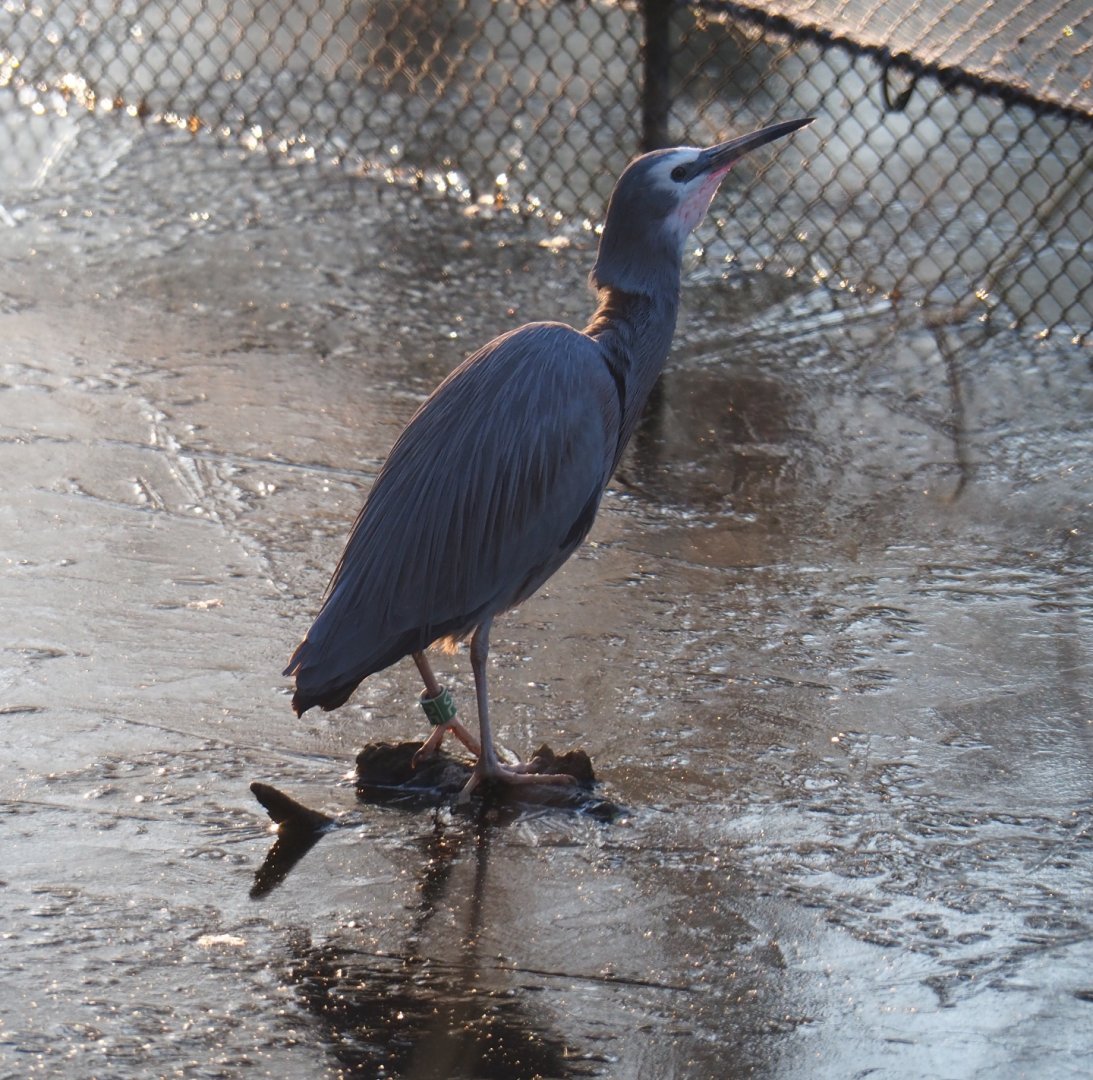 White-faced heron (Egretta novaehollandiae), Jan 20th, 2019
