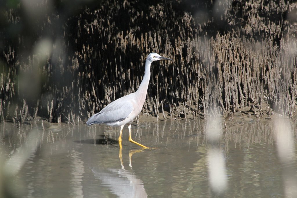 White-faced Heron (Egretta novaehollandiae)