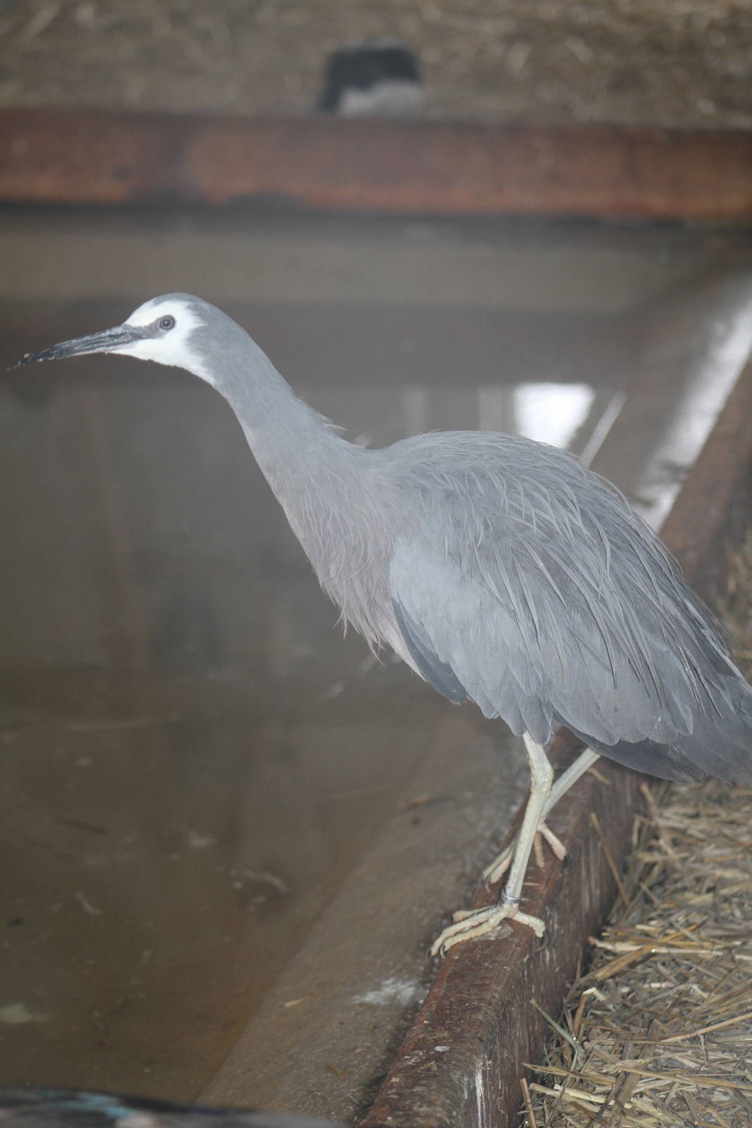 White-faced Heron (Egretta novaehollandiae)