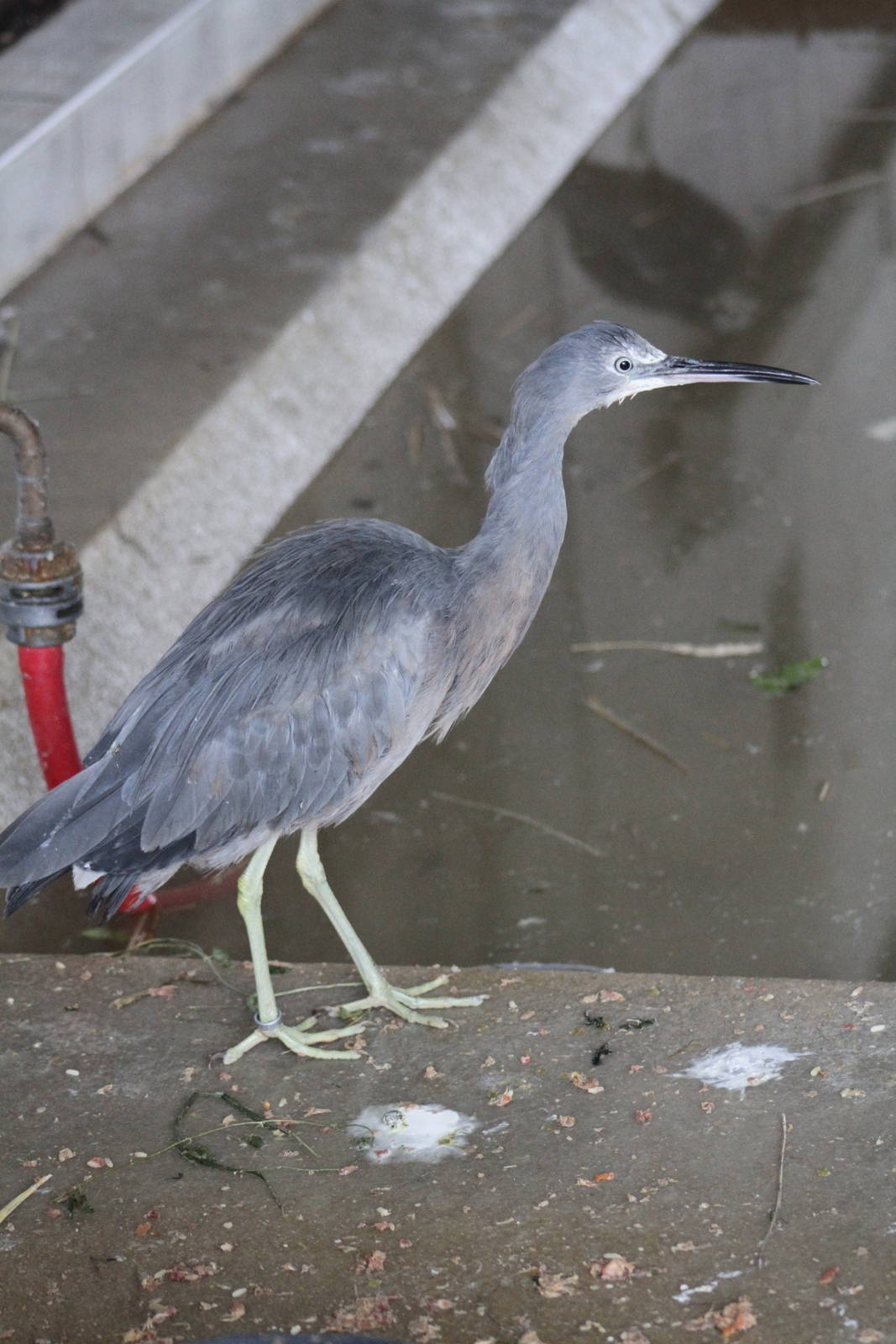 White-faced Heron (Egretta novaehollandiae)