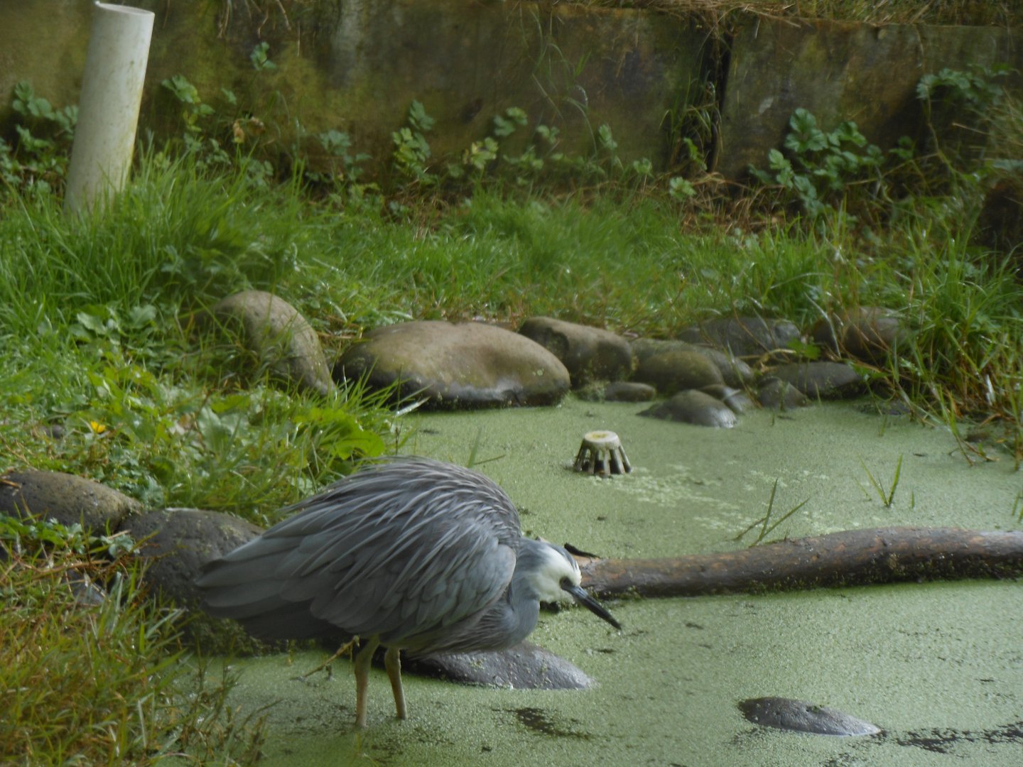 White-faced Heron (Egretta novaehollandiae)